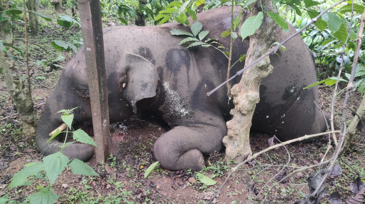 ವಿದ್ಯುತ್ ಸ್ಪರ್ಶಿಸಿ ಕಾಡಾನೆ ಸಾವು