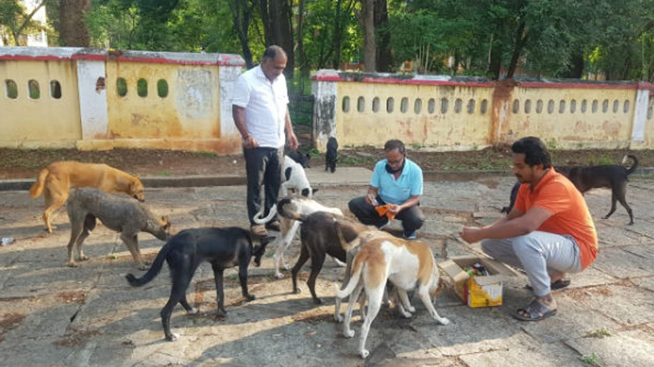 ಬೀದಿ ನಾಯಿಗಳಿಗೆ ಆಹಾರ ಪೂರೈಕೆಗೆ ಬಿಬಿಎಂಪಿ ಚಿಂತನೆ