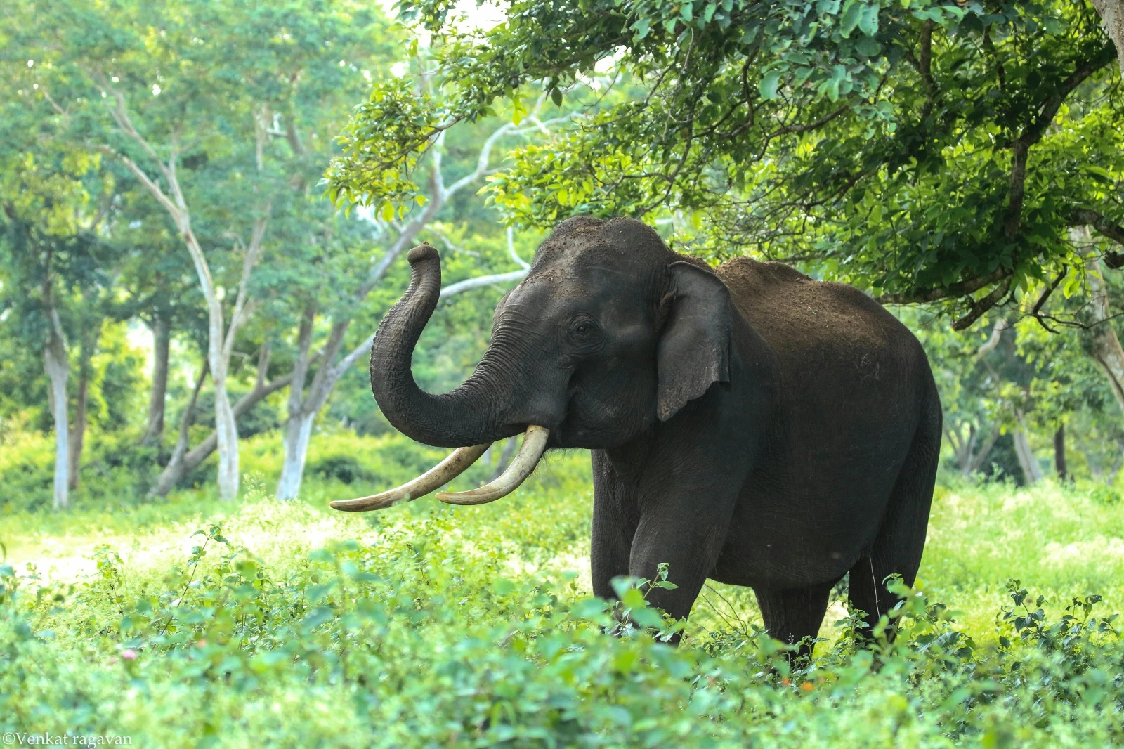 ಜಾರ್ಖಂಡ್ || ರೈಲ್ವೆ ಹಳಿ ಮೇಲೆ ಮರಿಗೆ ಜನ್ಮ ನೀಡಿದ Elephant..!