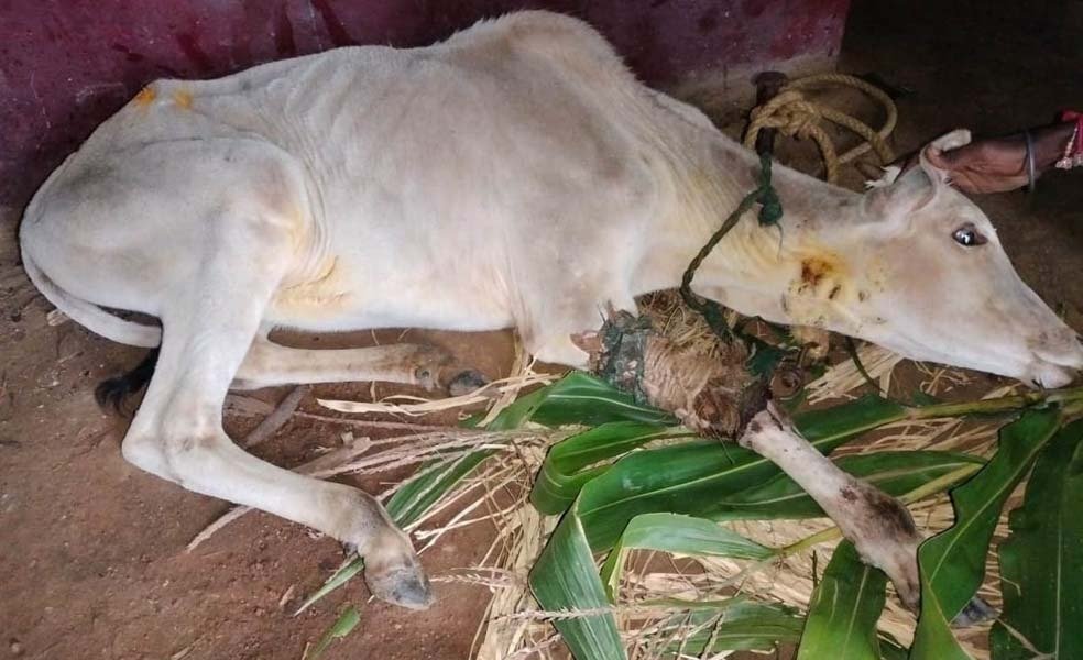 ಚಿರತೆದಾಳಿ : ಹಸು - ವ್ಯಕ್ತಿಗೆ ಗಾಯ, ಗ್ರಾಮಸ್ಥರಲ್ಲಿ ಆತಂಕ.