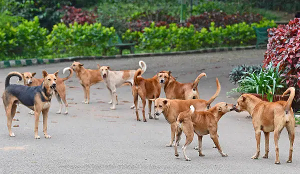 ಬೀದಿ ನಾಯಿಗಳ ಸಂಖ್ಯೆ ಹತೋಟಿ ಮಾಡುವುದು ಅಸಾಧ್ಯನಾ?