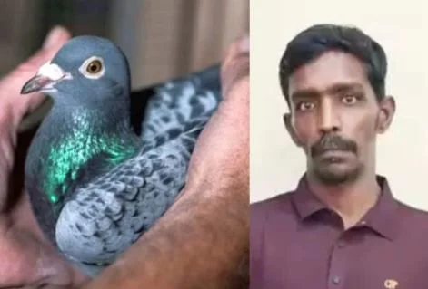 ಖಾಕಿ ಬಲೆಗೆ ಬಿದ್ದಿದ್ದು ಹೇಗೆ ಪಾರಿವಾಳ ಮಂಜ?