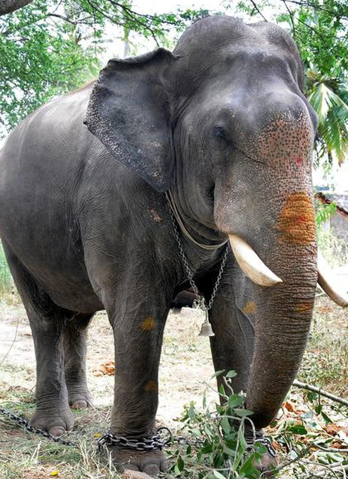 ಮೈಸೂರು ದಸರಾ : ಒಂದೂವರೆ ತಿಂಗಳಲ್ಲಿ ಅಭಿಮನ್ಯು ತೂಕ ಭಾರಿ ಹೆಚ್ಚಳ