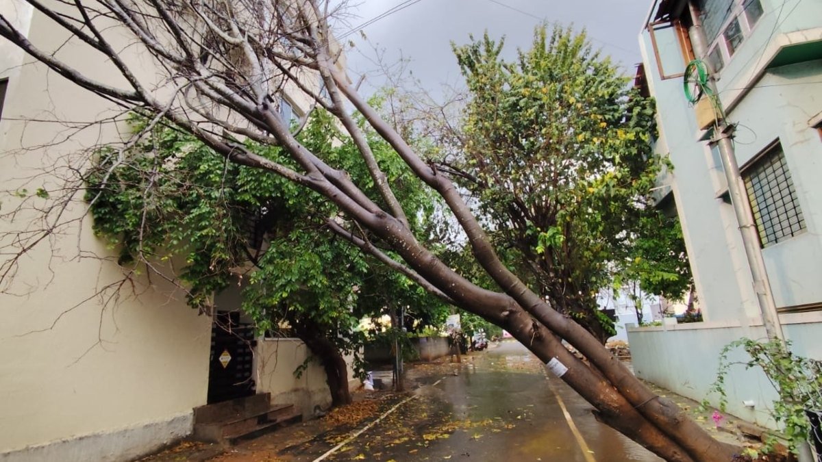 ಬೆಂಗಳೂರು || ಬೆಂಗಳೂರಿನಲ್ಲಿ ಅಪಾಯಕಾರಿ ಮರಗಳ ಮುಕ್ತಿಗೆ ಬಿಬಿಎಂಪಿ ಪ್ಲ್ಯಾನ್!