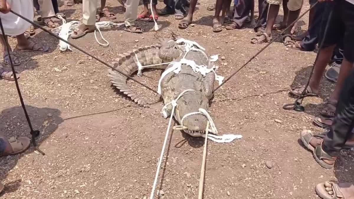 ಚಿಕ್ಕೋಡಿ || ಮನೆ ಮುಂದೆ ಬಂದ Crocodile: ಹರಸಾಹಸ ಪಟ್ಟು ಕಟ್ಟಿ ಹಾಕಿದ Youths