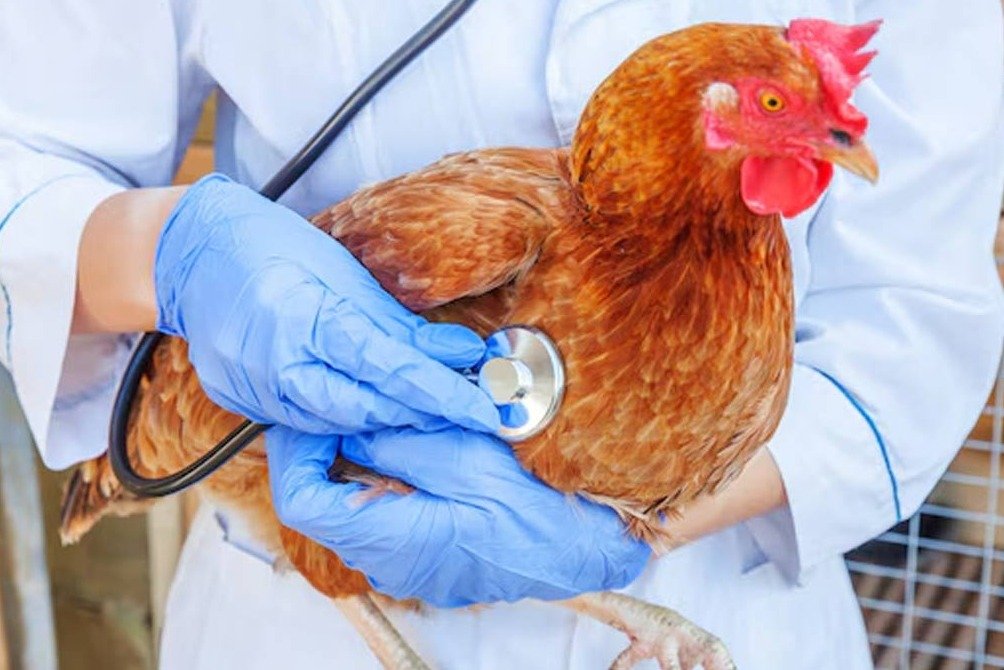 ಅಮರಾವತಿ || ಹಕ್ಕಿ ಜ್ವರ: H5N1 ಸೋಂಕಿಗೆ ಮೊದಲ ಬಲಿ, 'ಹಸಿ ಕೋಳಿ ಮಾಂಸ' ತಿಂದ 2 ವರ್ಷದ ಮಗು ಸಾವು