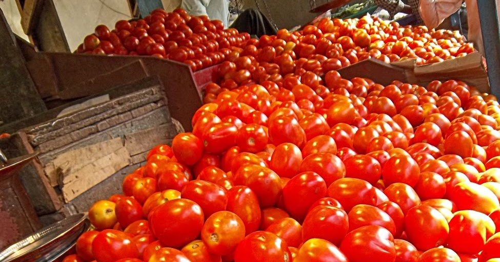 ಅಬ್ಬಬ್ಬಾ… Tomatoes ತಿನ್ನೋದ್ರಿಂದ ಎಷ್ಟೆಲ್ಲಾ ಪ್ರಯೋಜನಗಳಿವೆ ಗೊತ್ತಾ..?
