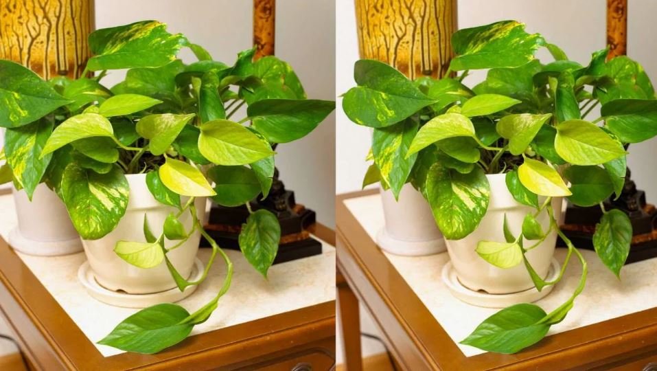 ಮನೆಯಲ್ಲಿ money plant ಇದ್ಯಾ? ಹಾಗಿದ್ರೆ ಈ ತಪ್ಪುಗಳನ್ನು ಮಾಡಲೇಬೇಡಿ..!