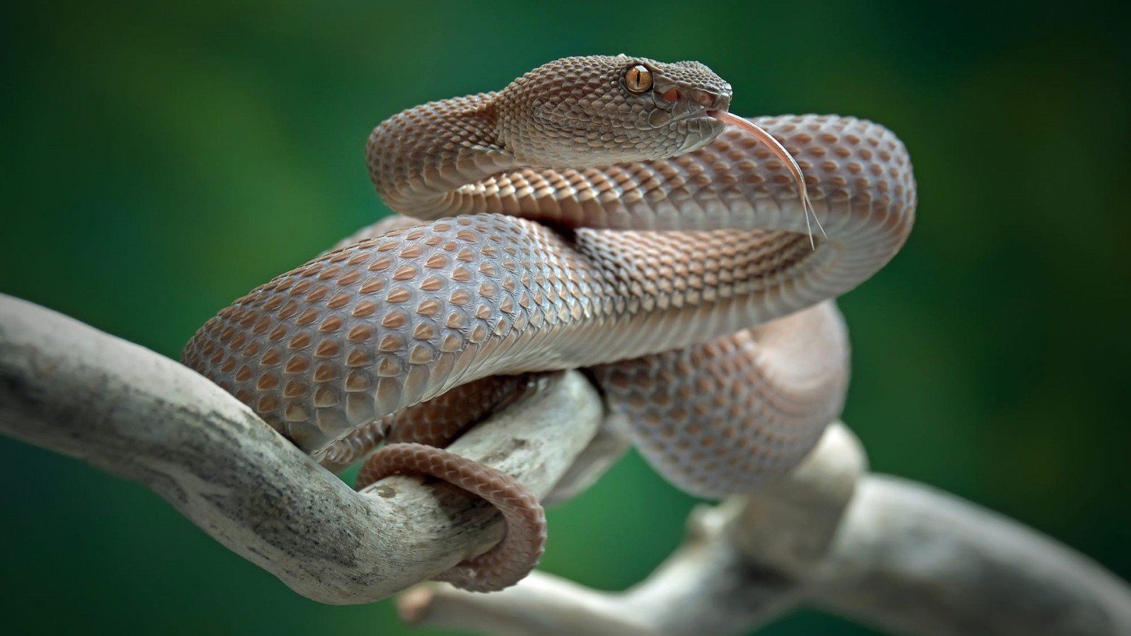 Snake Day || ಹಾವು ಕಚ್ಚಿದ್ರೆ ಈ ಭಾಗಕ್ಕೆ ಕಚ್ಚುತ್ತಂತೆ : ಇಲ್ಲಿಗೆ ಮಾತ್ರ ಟಾರ್ಗೆಟ್​ ಮಾಡುತ್ತವೆ ಯಾಕೆ..?