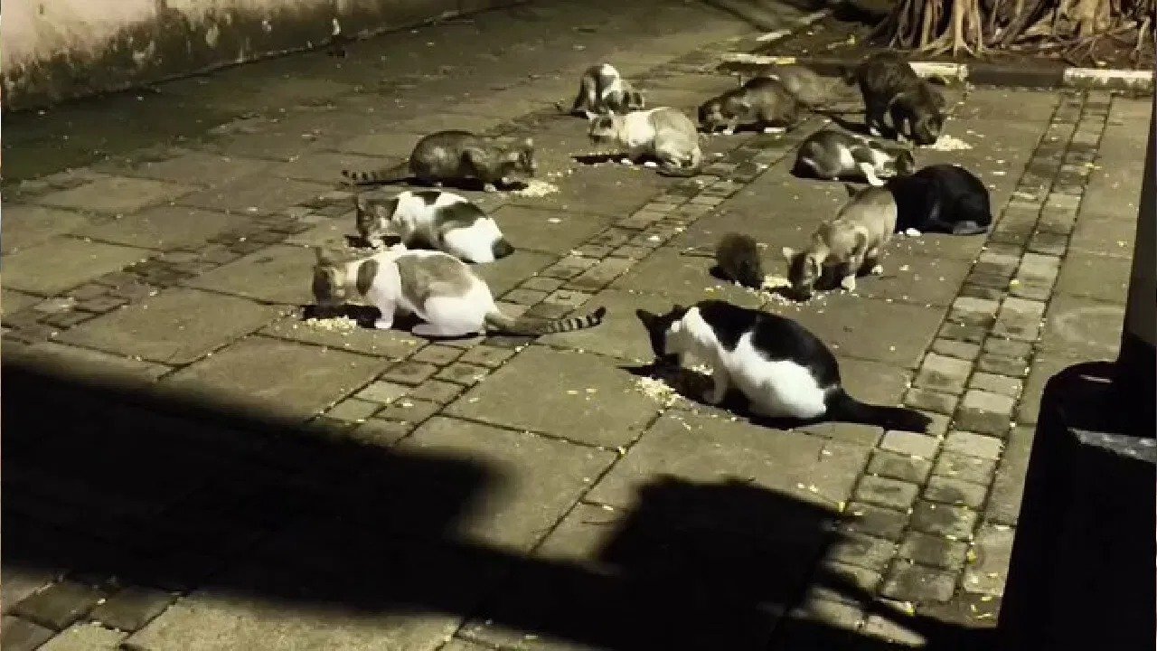 ಮುಂಬೈ || ಒಟ್ಟಿಗೇ ಊಟ ಮಾಡುವ ಬೆಕ್ಕು-ಇಲಿ: ನಿಜವಾದ Tom and Jerry