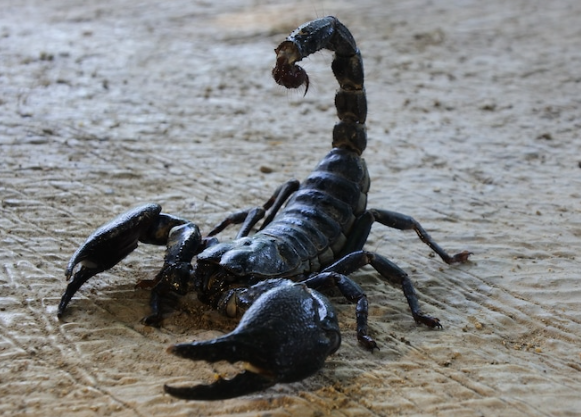 scorpion ಕಚ್ಚಿದ್ರೆ ಮೊದಲು ಏನು ಮಾಡಬೇಕು..?