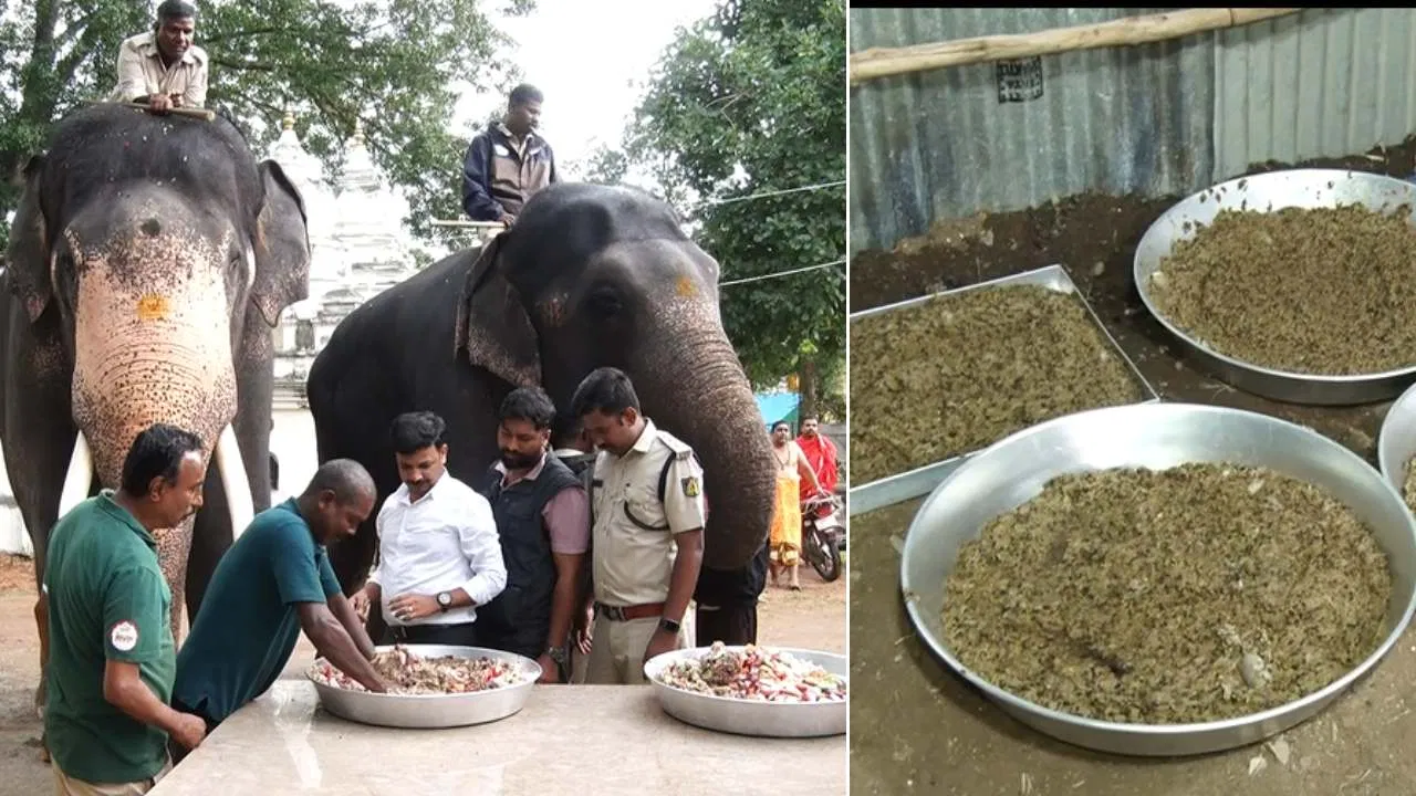 ಮೈಸೂರು jamboo savariಗೆ ಸಿದ್ಧಗೊಳ್ಳುತ್ತಿವೆ ಗಜಪಡೆ: ನಿತ್ಯ ಪೌಷ್ಟಿಕ ಆಹಾರ, ತಿಂಡಿಪೋತ ಭೀಮ!. || Mysore jamboo savari