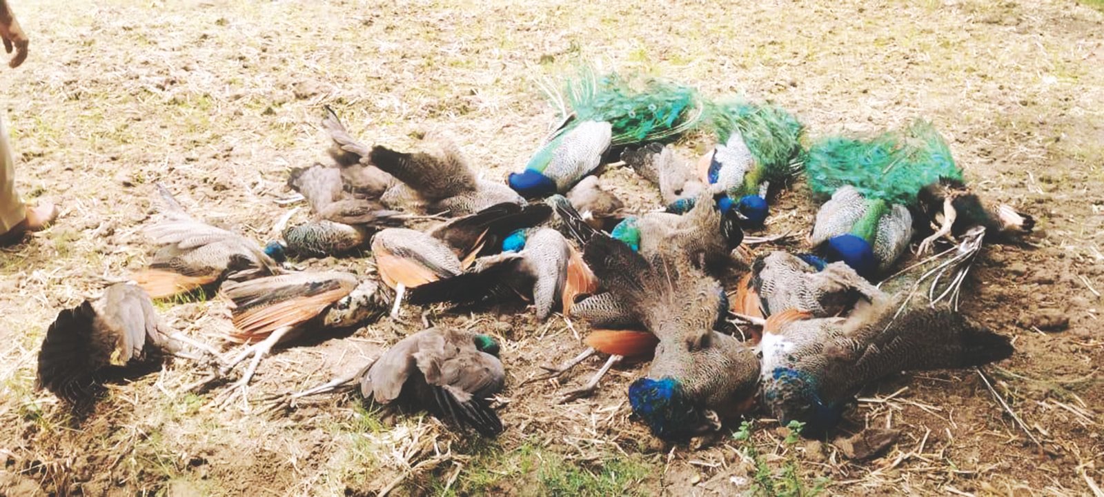 19 peacocks die mysteriously