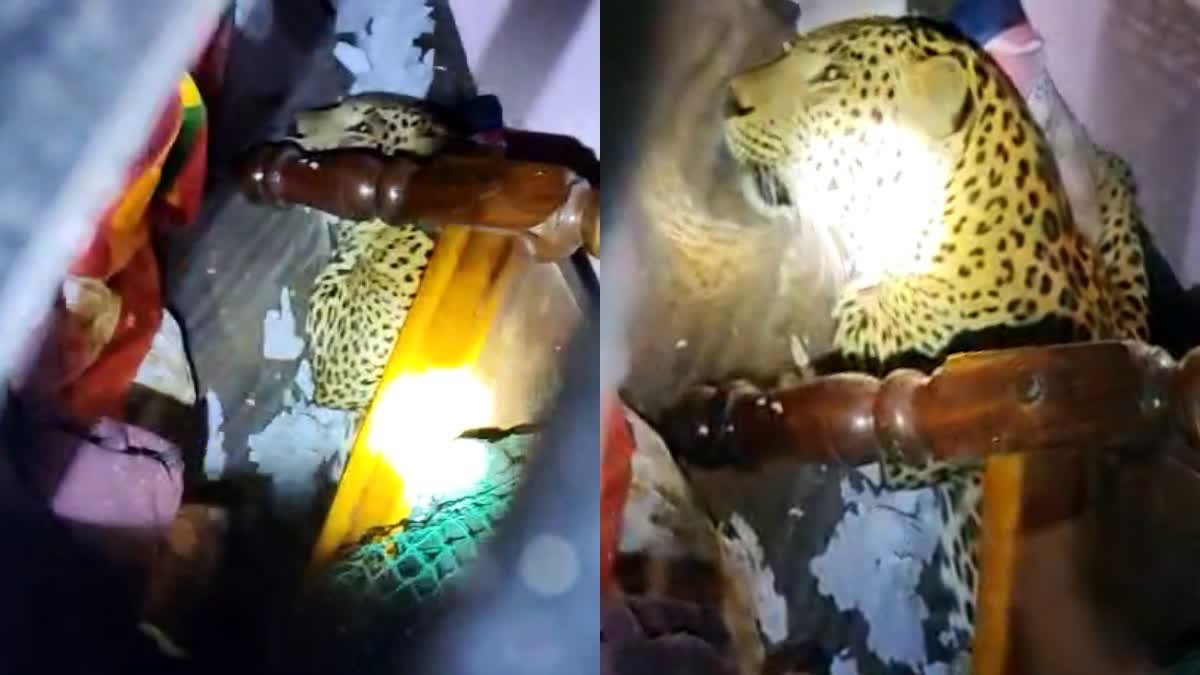 Leopard Captured