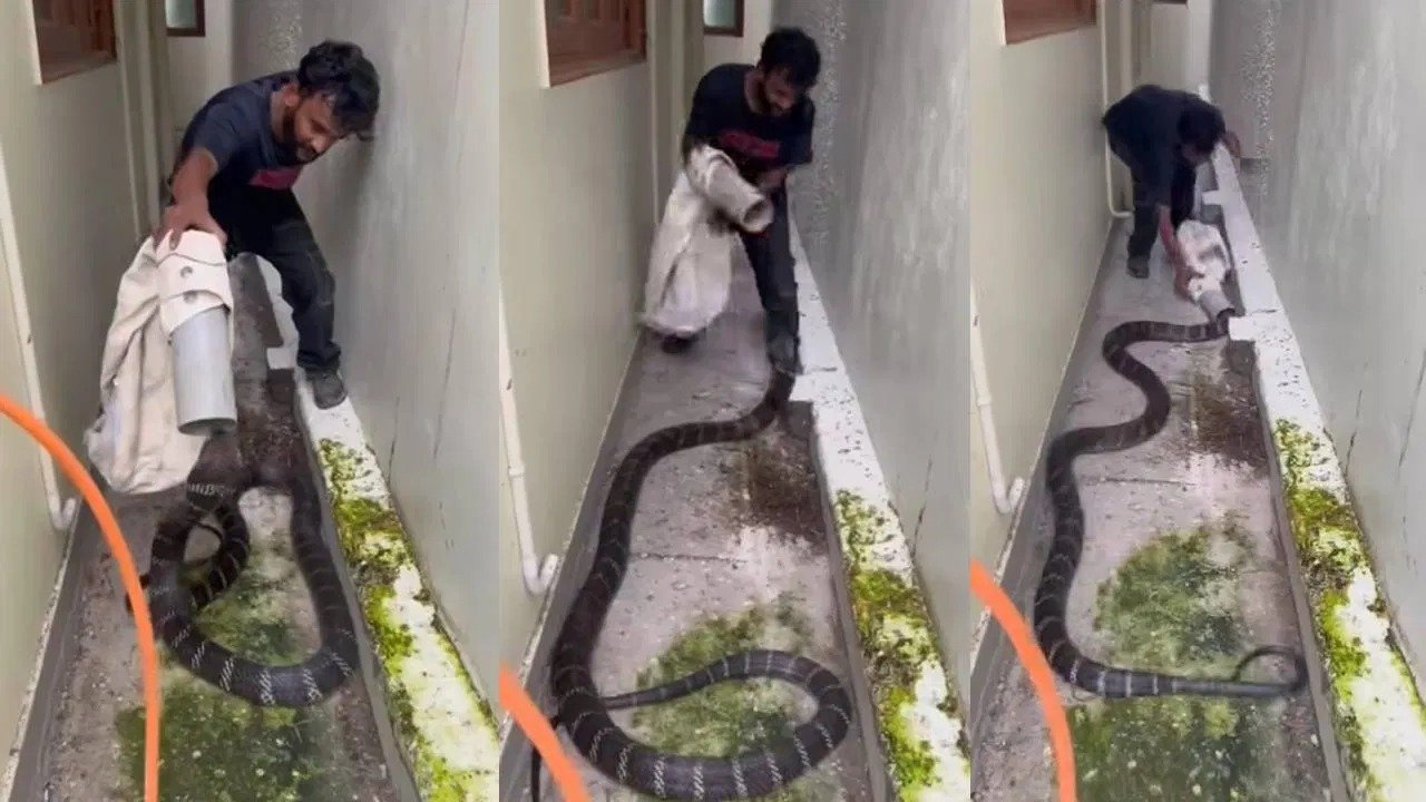 ಅಬ್ಬಬ್ಬಾ… ಬರೀ ಪೈಪ್ ಬಳಸಿ ದೈತ್ಯಾಕಾರದ ಕಾಳಿಂಗ ಸರ್ಪವನ್ನು ಹಿಡಿದ ಧೀರ.