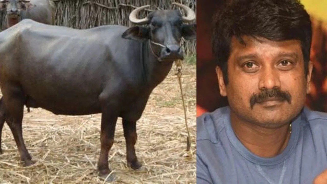 ಎಮ್ಮೆ ವಿಡಿಯೋ ತೋರಿಸಿ ನಿರ್ದೇಶಕ ಪ್ರೇಮ್ಗೆ 4.50 ಲಕ್ಷ ವಂಚನೆ.