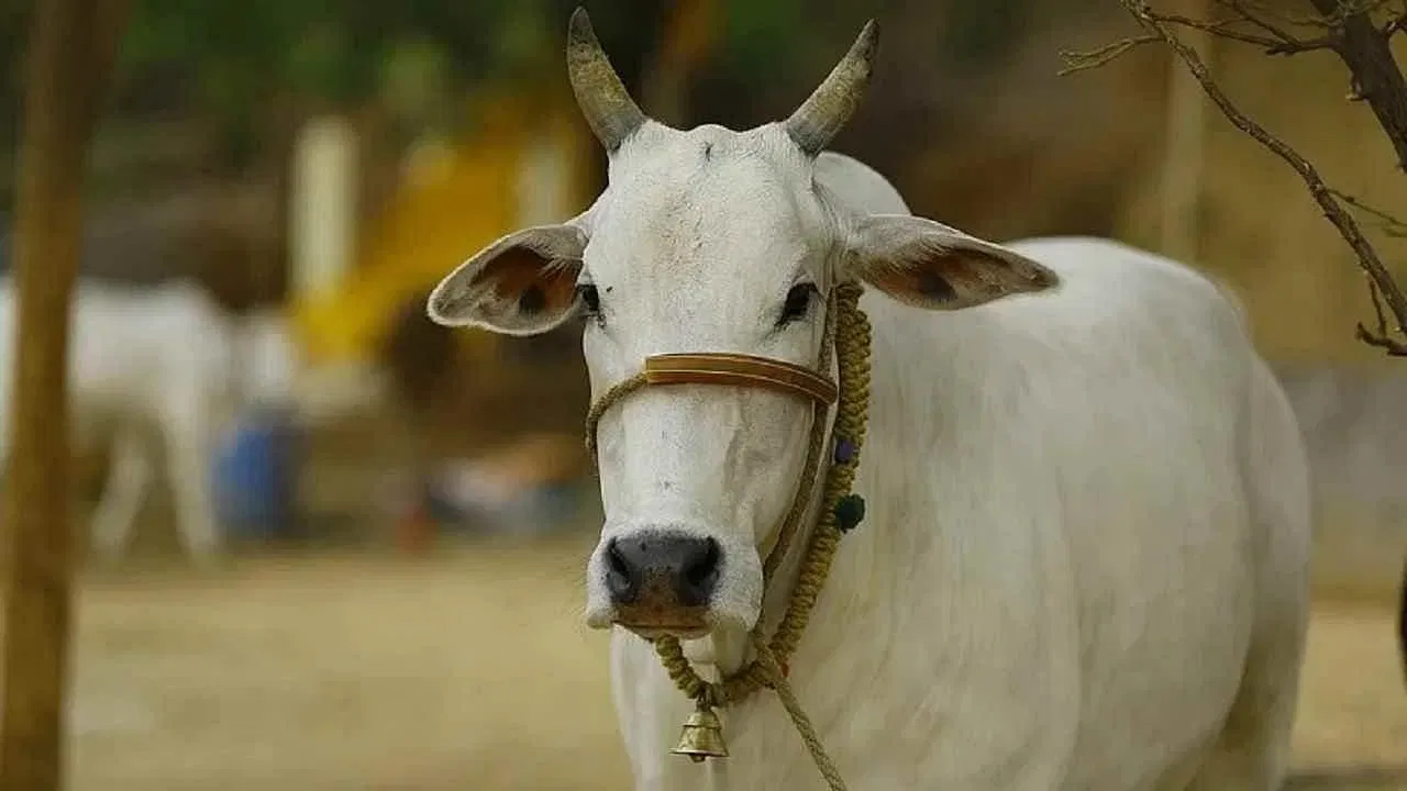 ಭಟ್ಕಳದ ಅರಣ್ಯದಲ್ಲಿದ್ದ ದನ ಅಸ್ಥಿಪಂಜರ ರಹಸ್ಯ ಬಯಲು: ಗೋ ಕಳ್ಳರ ಜಾಲ ಬಯಲಾಗಿಸಿದ ಪೊಲೀಸರು!