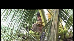 ಕಳ್ಳ ಅಂತ ಅಟ್ಟಾಡಿಸಿದ ಗ್ರಾಮಸ್ಥರು! ಭಯದಿಂದ ತೆಂಗಿನ ಮರವೇರಿದ ಯುವಕ.
