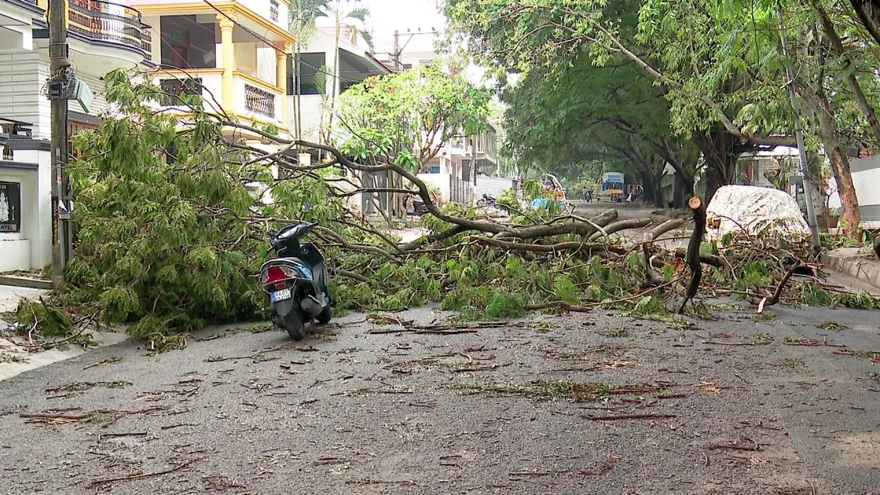 ಮಳೆ ಅಬ್ಬರದಲ್ಲಿ ಅದೃಷ್ಟ ಪಾರಾಟ: ಬೃಹತ್ ಮರದ ಕೊಂಬೆ ಉರುಳಿ ಮೂವರು ಕೂದಲೆಳೆ ಅಂತರದಲ್ಲಿ ಪಾರು!