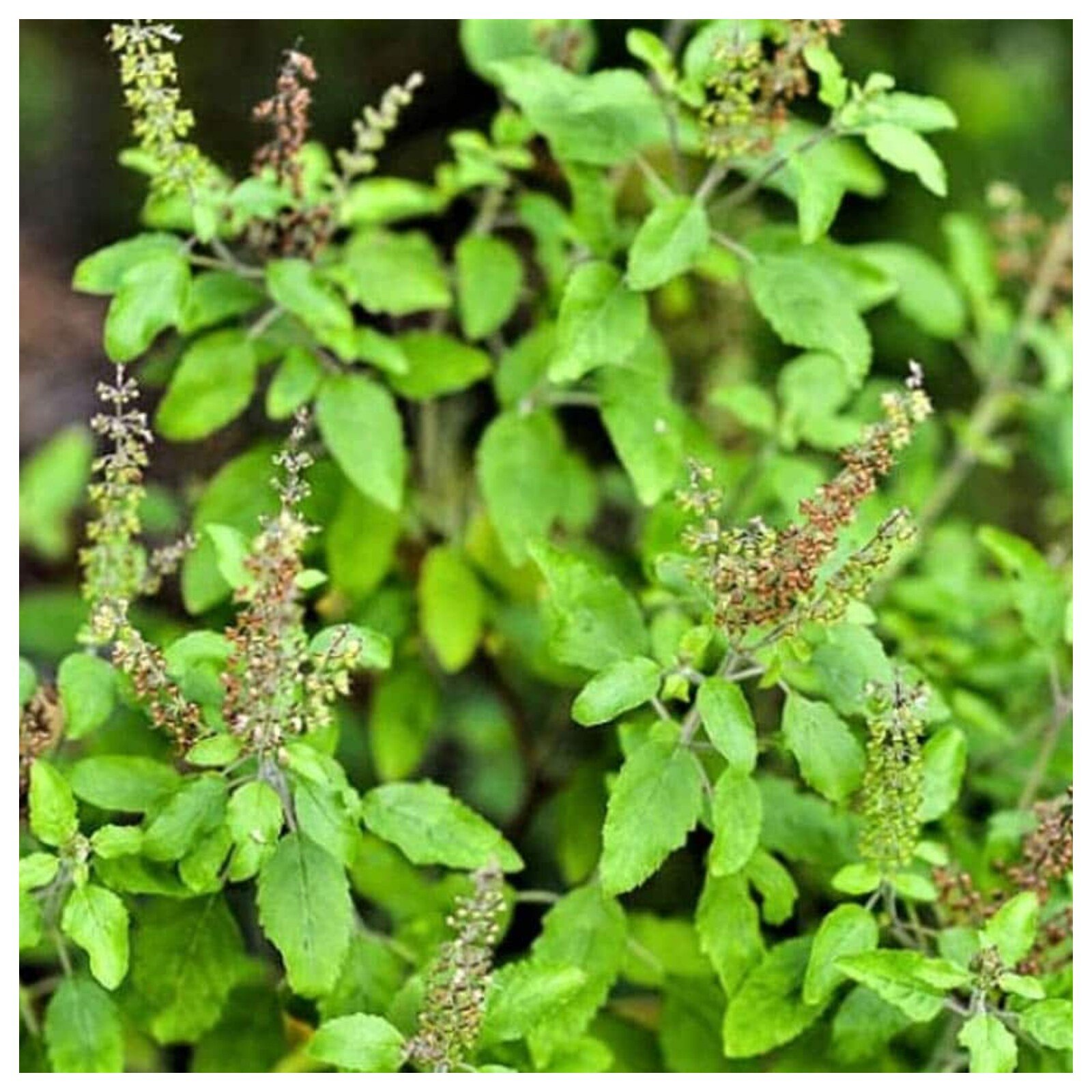 ಚಳಿಗಾಲದಲ್ಲಿ ತುಳಸಿ ತಾಜಾ ಇರಲು ಮನೆಮದ್ದು ಗೊಬ್ಬರ.?