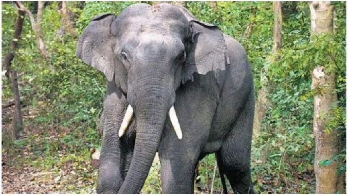 ಕಾಡು ಆನೆ ದಾಳಿಗೆ ಕಾರ್ಮಿಕ ಬ*ಲಿ; ರಾಜ್ಯದಲ್ಲಿ ಕಾಡು ಪ್ರಾಣಿಗಳ ದಾಳಿ.