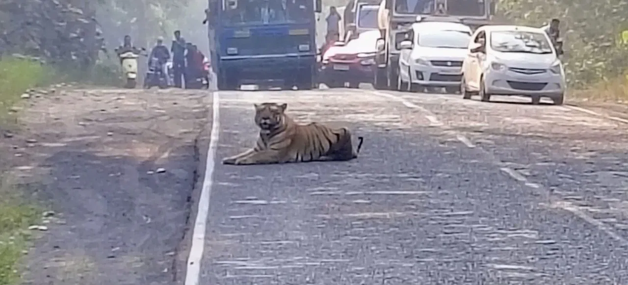 ಹೆದ್ದಾರಿ ಬಂದ್: ಮಧ್ಯರಸ್ತೆಯಲ್ಲೇ ಮಲಗಿದ ಹೆಬ್ಬುಲಿ.