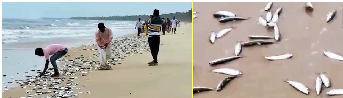 ಮಲ್ಪೆ ಕಡಲತೀರದಲ್ಲಿ ಅಚ್ಚರಿಯ ಘಟನೆ! ರಾಶಿ ರಾಶಿಯಾಗಿ ತೀರಕ್ಕೆ ಅಪ್ಪಳಿಸಿದ ಮೀನುಗಳು.
