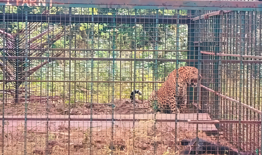 ಚಾಮರಾಜನಗರದಲ್ಲಿ ಹುಲಿ ಸೆರೆ.