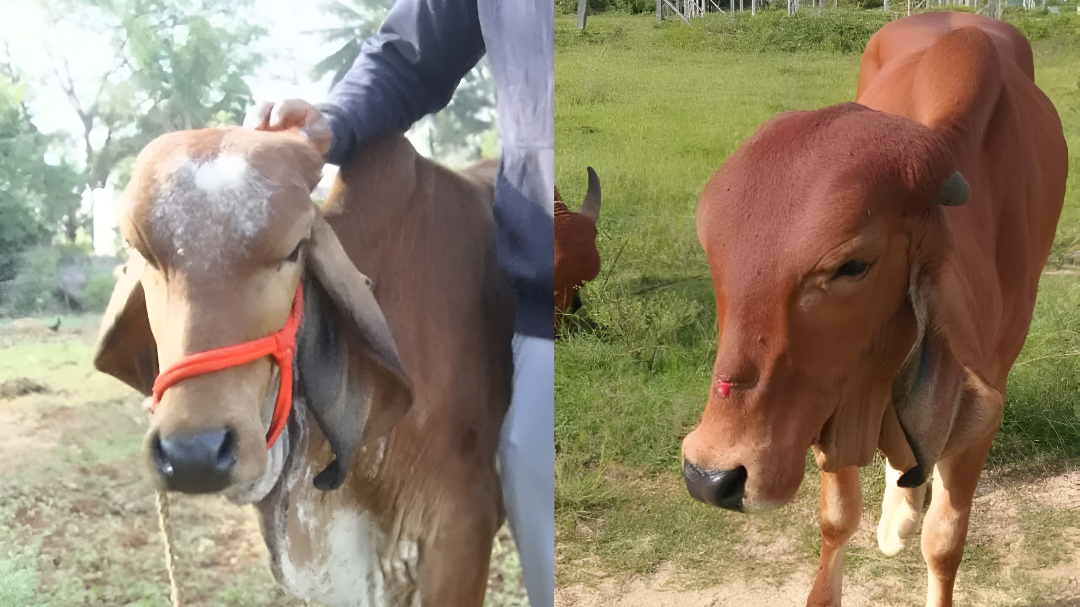ಗೌಡಹಳ್ಳಿಯಲ್ಲಿ ಗಿರ್ ಹಸುಗಳ ಕಳ್ಳತನ ಸಂಚಾರಿ.