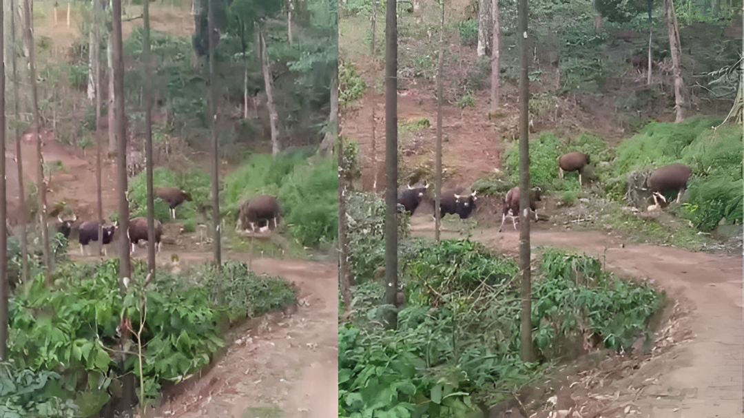 ಕಾಡುಕೋಣಗಳ ಹಾವಳಿ: ಚಿಕ್ಕಮಗಳೂರಿನ ಕಾಫಿತೋಟದಲ್ಲಿ ಭೀತಿಯ ಸನ್ನಿವೇಶ