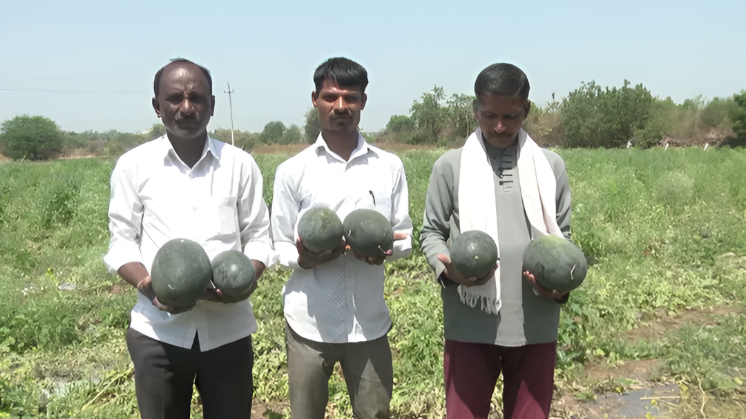 ಯುದ್ಧದ ಹೊಡೆತ: ಕಲ್ಲಂಗಡಿ charge ಕುಸಿತ.